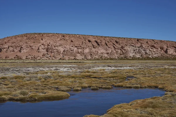 Lahan basah di Altiplano — Stok Foto