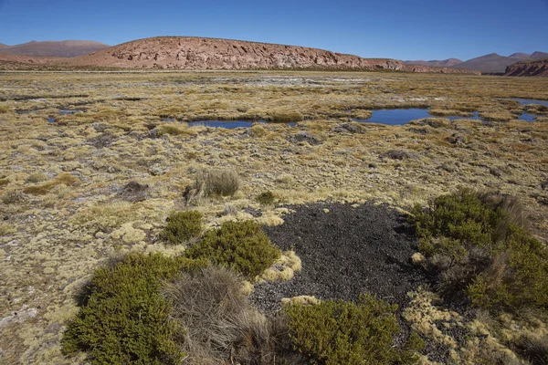 Midden Excrementos Vicuna Humedal Largo Afluente Del Río Lauca Alto —  Fotos de Stock