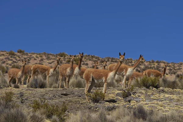 Vicuna Lauca Milli Parkı'nda
