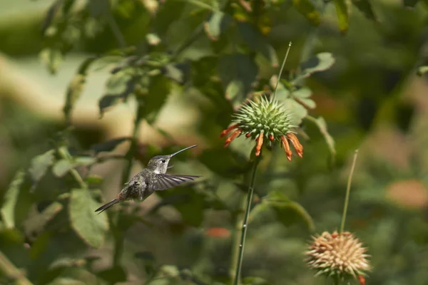 Oasi Hummingbird Rhodopis Vesper Volo Nutrendosi Fiori Arancio Presso Santuario — Foto Stock