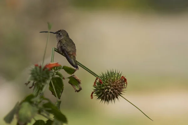 Oasi Hummingbird Rhodopis Vesper Volo Nutrendosi Fiori Arancio Presso Santuario — Foto Stock