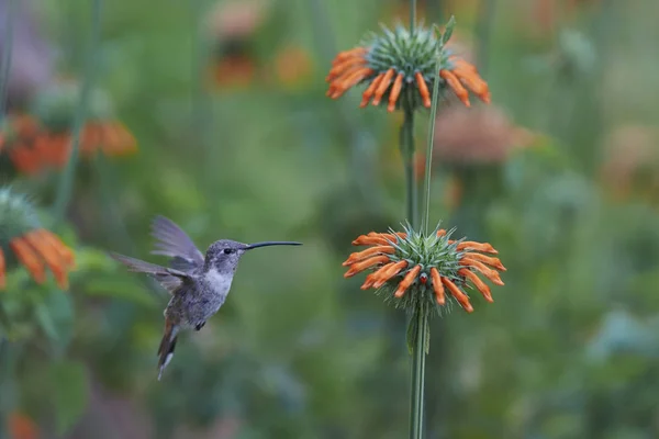 Oase Hummingbird tijdens de vlucht — Stockfoto