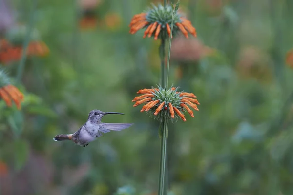 Oasis Hummingbird Rhodopis Vesper Voo Alimentando Flores Laranja Santuário Hummingbird — Fotografia de Stock