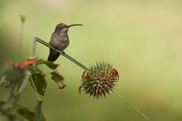 Oasis Colibri (Rhodopis vesper ) — Photo