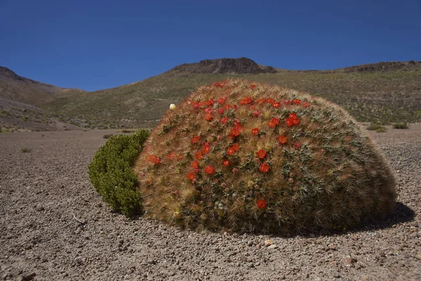 Bloeiende cactussen op de Altiplano — Stockfoto