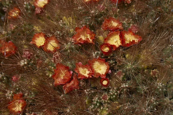 Bloeiende cactussen op de Altiplano — Stockfoto
