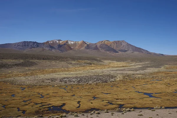 Feuchtgebiet auf dem Altiplano — Stockfoto
