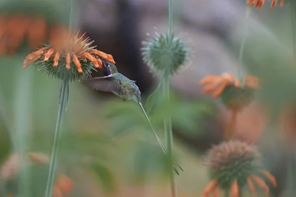 Oase Hummingbird Rhodopis Vesper Tijdens Vlucht Voeden Met Oranje Bloemen — Stockfoto