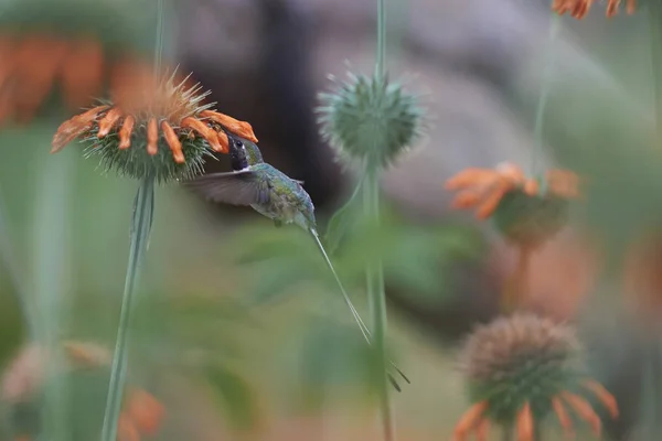 Oasi Hummingbird Rhodopis Vesper Volo Nutrendosi Fiori Arancio Presso Santuario — Foto Stock