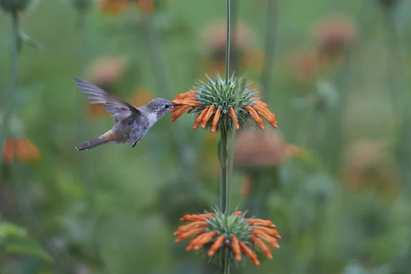 Oasi Hummingbird Rhodopis Vesper Volo Nutrendosi Fiori Arancio Presso Santuario — Foto Stock