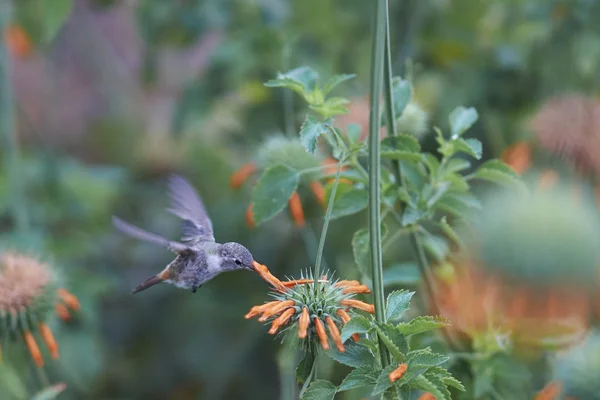 Oasi Hummingbird Rhodopis Vesper Volo Nutrendosi Fiori Arancio Presso Santuario — Foto Stock