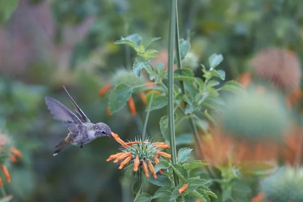 Oasi Hummingbird Rhodopis Vesper Volo Nutrendosi Fiori Arancio Presso Santuario — Foto Stock
