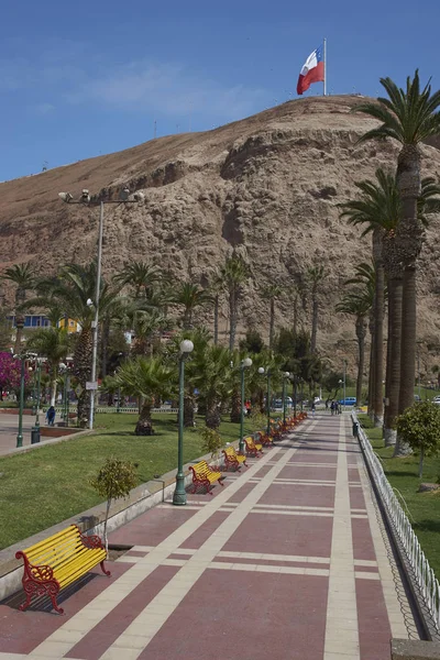 Arica bahçede şehir — Stok fotoğraf