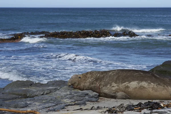 Macho elefante del sur de la foca — Foto de Stock