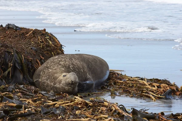 Macho elefante del sur de focas arañazos —  Fotos de Stock