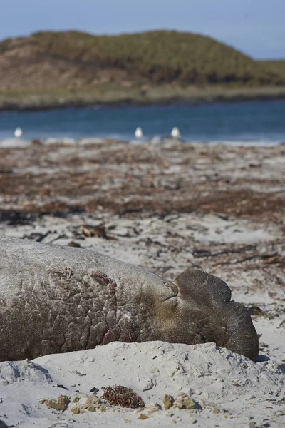 Macho elefante del sur de la foca en mar león isla — Foto de Stock