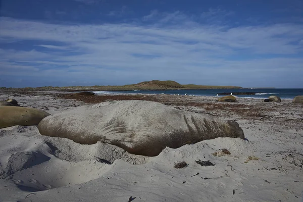雄性南象海豹 蛔虫引起的疾病数是 Mirounga 躺在沙滩上在福克兰群岛海狮岛上 — 图库照片