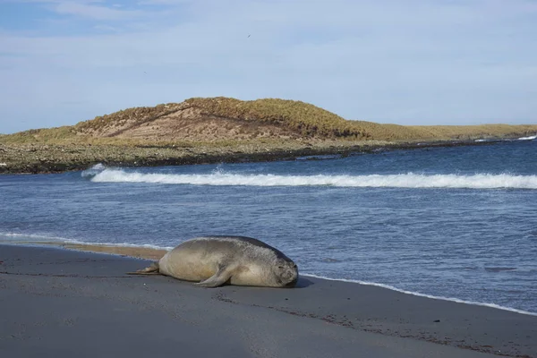 Male Southern Elephant Seal Mirounga Leonina Lying Sandy Beach Sea — Stock Photo, Image