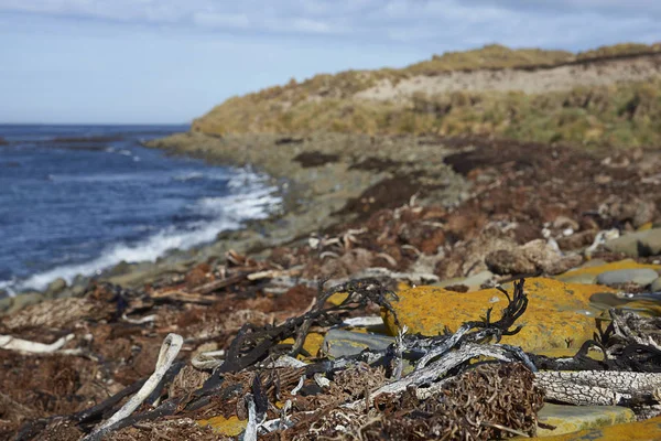 Kust Van Het Eiland Sea Lion Falklandeilanden — Stockfoto