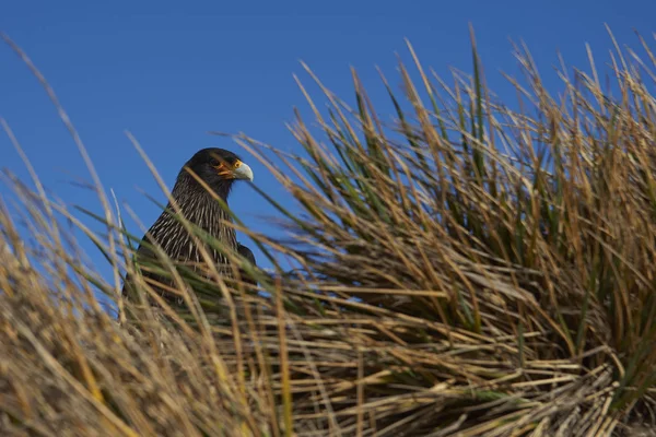 Pruhovaná Karančo Phalcoboenus Australis Trávě Tussock Pobřeží Lachtan Ostrov Falklandských — Stock fotografie