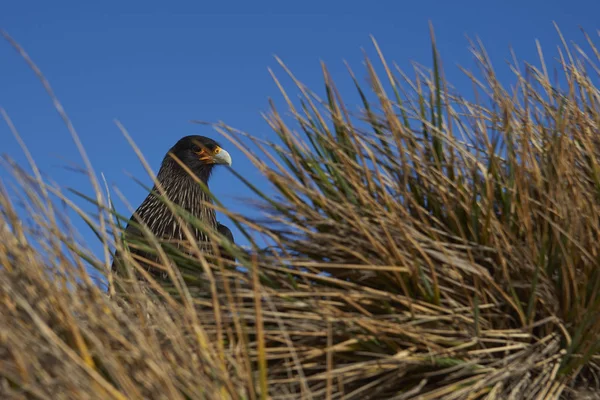 คาราคาร Phalcoboenus Australis ในหญ าเท ยมบนชายฝ งของเกาะส งโตทะเลในหม เกาะฟอล คแลนด — ภาพถ่ายสต็อก