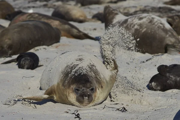 Female Southern Elephant Seal Mirounga Leonina Using Flipper Cover Herself — Stock Photo, Image