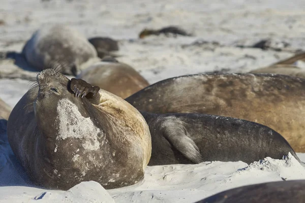 Group Southern Elephant Seals Mirounga Leonina Lying Kelp Strewn Beach — Stock Photo, Image