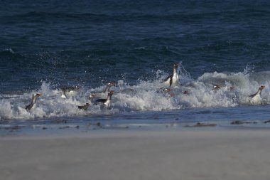 Gentoo penguenleri kıyıya geliyor