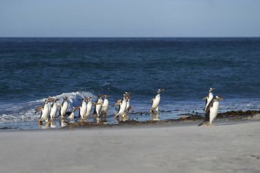 Gentoo penguenleri kıyıya geliyor