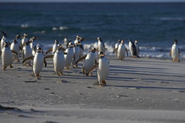 Gentoo penguenleri kum plajındaki