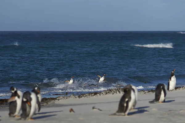 Πιγκουίνους gentoo έρχονται στην ξηρά — Φωτογραφία Αρχείου