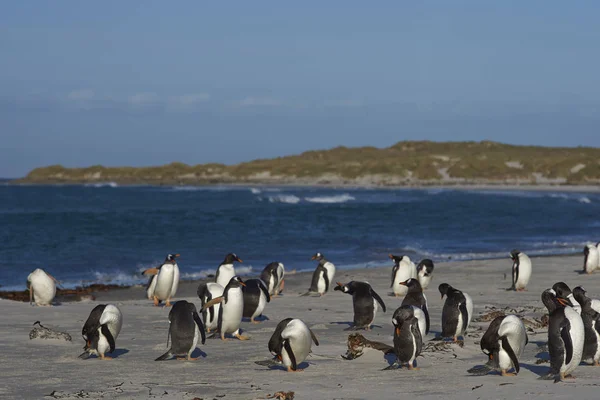 Tučňáci Připravují Pláži Vylodění Ostrově Sea Lion Falklandských Ostrovech — Stock fotografie
