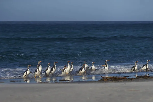 Gentoo Penguins coming ashore — Stock Photo, Image