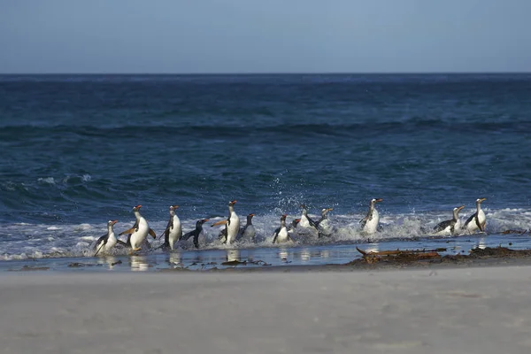 Gentoo Penguins coming ashore — Stock Photo, Image