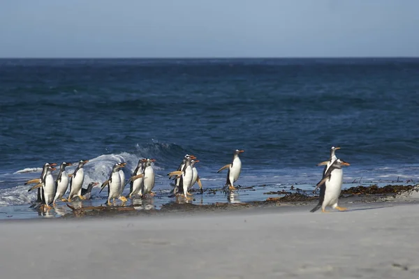 Pingüinos Gentoo viene en tierra —  Fotos de Stock