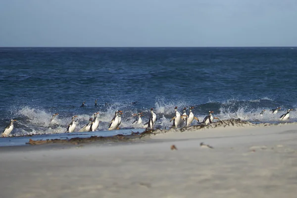 Gentoo pingwiny jadąc na lądzie — Zdjęcie stockowe