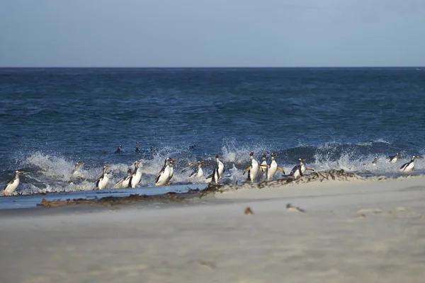 Gentoo pingviner kommer iland — Stockfoto