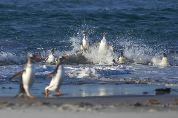Pingüinos Gentoo viene en tierra —  Fotos de Stock