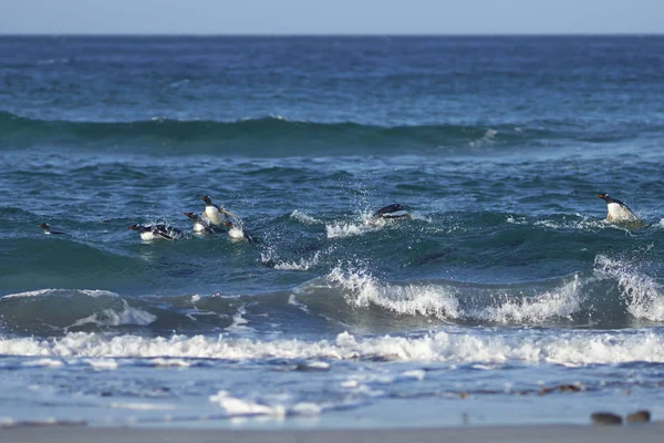 Πιγκουίνους Gentoo στη θάλασσα — Φωτογραφία Αρχείου