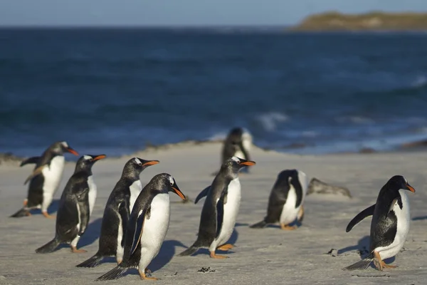 Gentoo penguenleri kum plajındaki — Stok fotoğraf