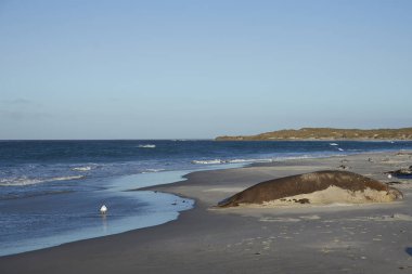 Güney Deniz fili erkek 