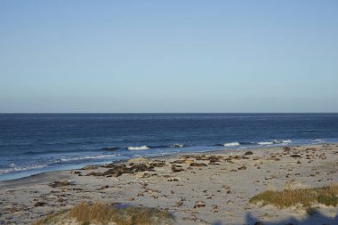 Bir kumsal deniz aslanı Adası Falkland Adaları'nda yatan grup Güney deniz aslanlarının (Mirounga leonina).