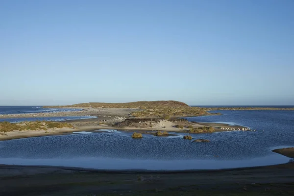 Pingwiny białobrewe na morze Lion Island — Zdjęcie stockowe