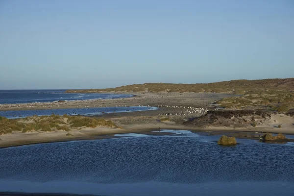 Gentoo пінгвіни на острові морський лев — стокове фото