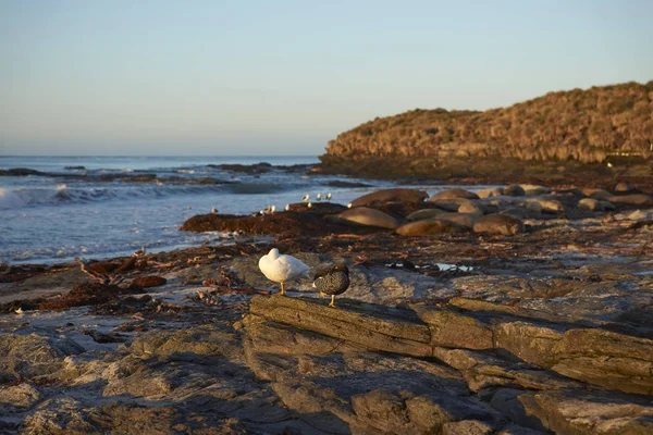 Kelp Geese in the Falkland Islands — Stock Photo, Image