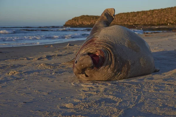 Male Southern Elephant Seal — Stock Photo, Image