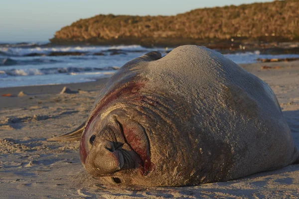 Чоловічий Південний морський слон — стокове фото