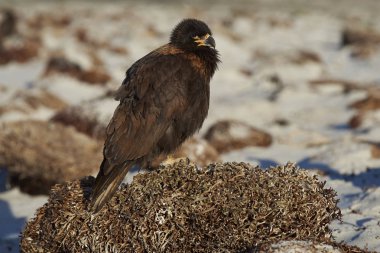 Çizgili Caracara Falkland Adaları