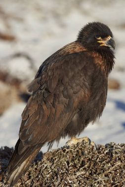 Çizgili Caracara Falkland Adaları