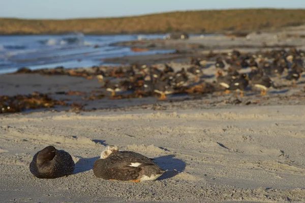 Falklanddampferente Tachyeres Brachypterus Mit Küken Einem Sandstrand Auf Der Seelöweninsel — Stockfoto